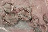 Lichid Trilobite (Basseiarges) Mortality Plate - Jorf, Morocco #86765-6